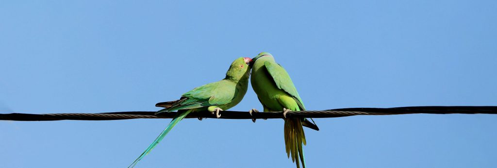 CBT for Relationships