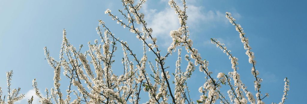 CBT for Grief and Bereavement